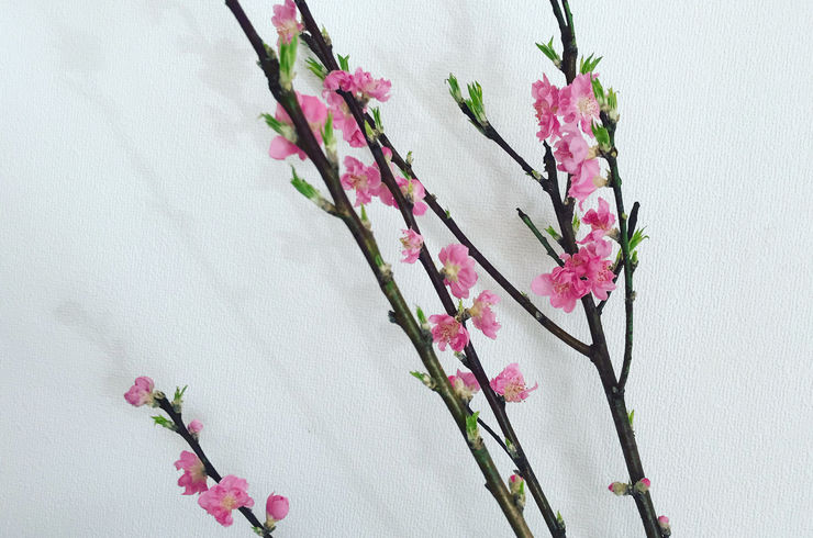 桃の花